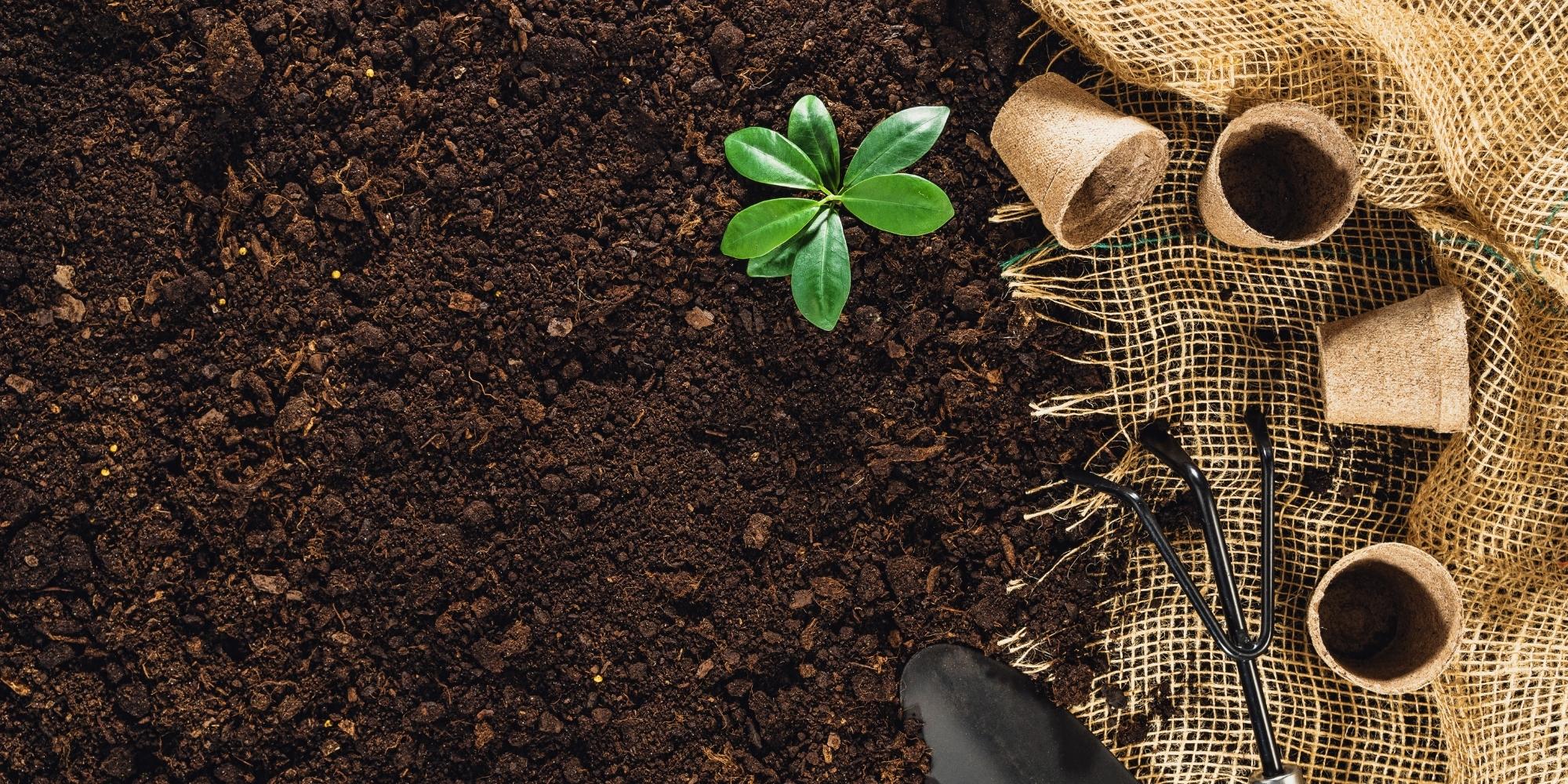 Benefits Of An Indigenous Garden Benefits of an indigenous garden